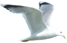fiskm&aring;s